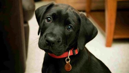 How can you call a black dog?