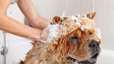 Hur tvättar man en hund?
