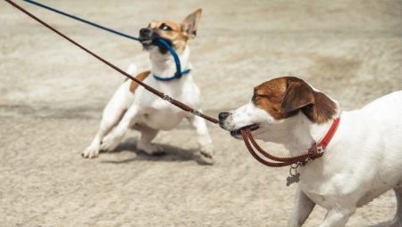 How to wean the dog pull the leash?