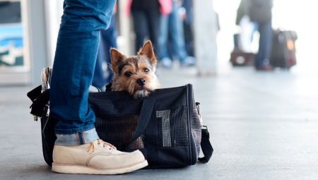 Hogyan szállítsunk kutyákat a vonaton?
