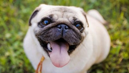How to pick a muzzle for a pug?