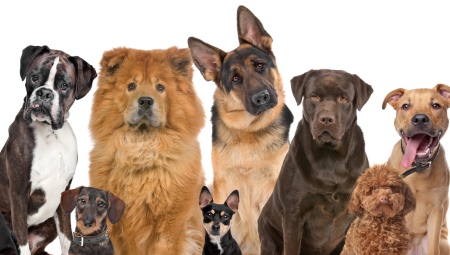 Miten koirat ja niiden rodut näkyvät?
