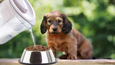 Kaip mirkyti sausą maistą šuniukams?