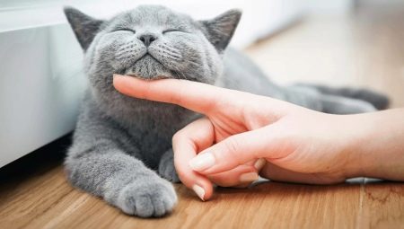 Jak se starat o kotě a dospělou kočku?