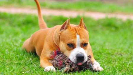 How to educate and train a Staffordshire Terrier?