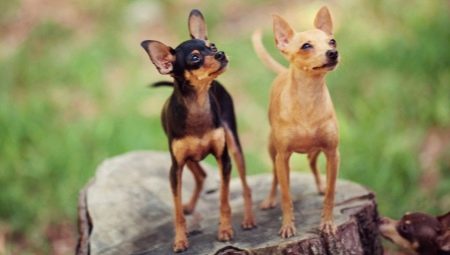 How to choose nicknames for toy terriers?
