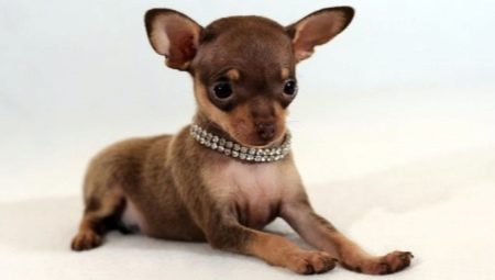 How to choose a toy terrier puppy?