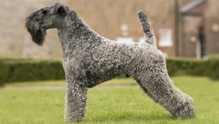 Kerry Blue Terrier: fajta leírása, hajvágás és tartalom