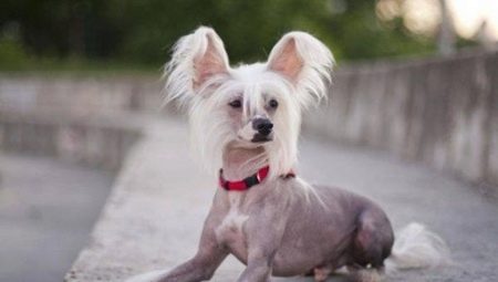 Chinese Crested Dog: description and details of the content