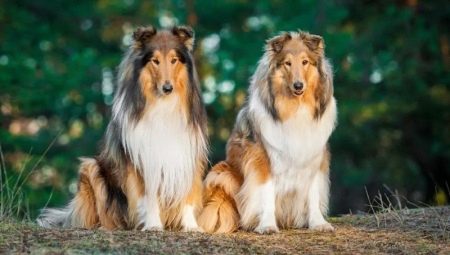 Collie: history, types, choice and care