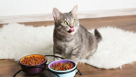 Kediler ve kediler için yiyecekler: çeşitleri, imalatçıları derecelendirme ve seçim kuralları