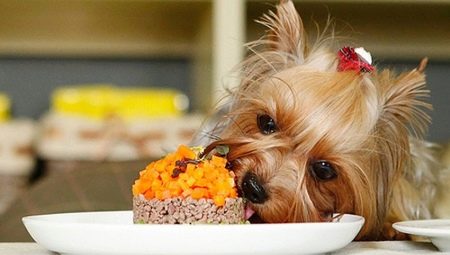 تغذية يوركشاير الكلاب: أنواع والخيارات والمعايير الغذائية