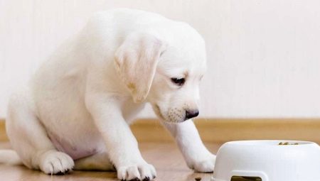 Jedlo pre šteňa: typy, výrobcovia a pravidlá výberu
