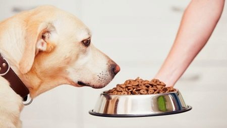 Voedsel voor honden van grote rassen: soorten en selectiecriteria
