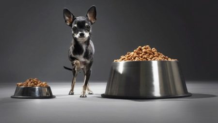 Alimento para un terrier de juguete: ¿qué son y cómo elegir?