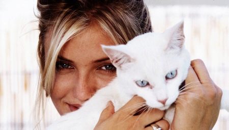 Los gatos y sus dueños: ¿Los gatos aman a sus dueños y pueden olvidarse de ellos?