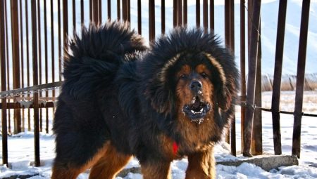 Velká plemena psů: společné rysy, hodnocení, výběr a péče