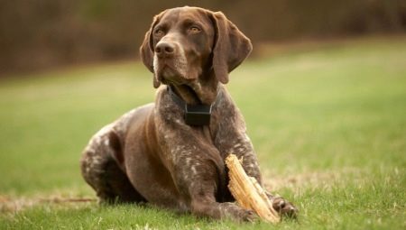 Kurzhaar: popis vzhledu a charakteru psů, jejich obsah