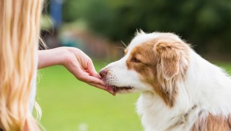 Dulces para perros: especies, los mejores fabricantes y características de elección.