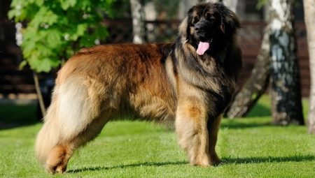 Leonbergeris: šunų veislių savybės ir taisyklės