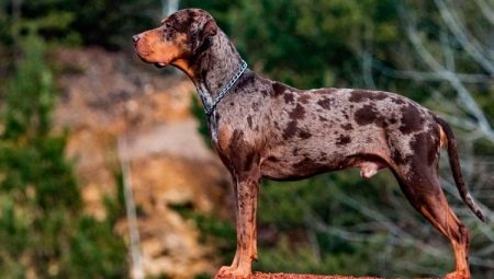 Leopardas catahula šuo: aprašymas, privalumai ir trūkumai, temperamentas, priežiūros taisyklės