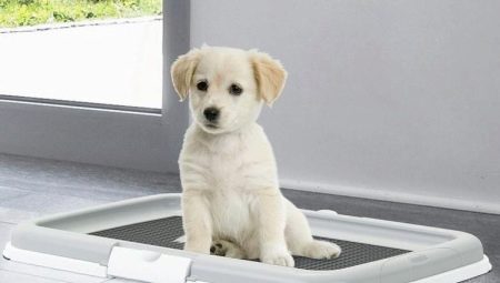 Bandejas para perros: ¿qué son, cómo elegir y cuidar?
