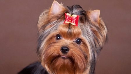 Rase mici de câini pentru apartament: o privire de ansamblu și secretele de a păstra caini