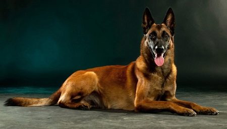 Malinois: description of the breed, nature and cultivation