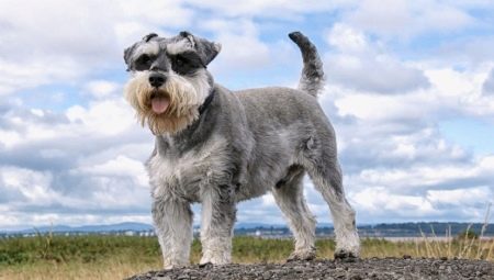 Schnauzer: description of the breed and the nuances of the content