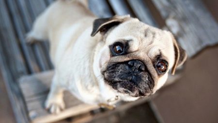 Pugs: perihalan, watak, warna dan pilihan