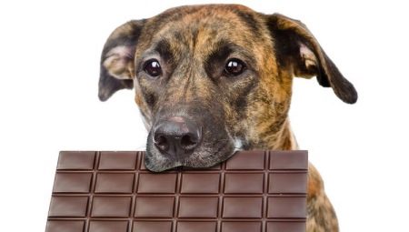 Kunnen honden snoep krijgen en waarom houden ze van snoep?