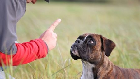 Bir köpeği cezalandırmak ve doğru bir şekilde yapmak mümkün mü?