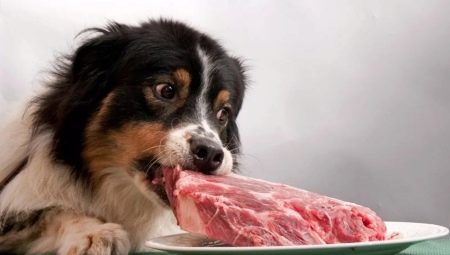 Carn per a gossos