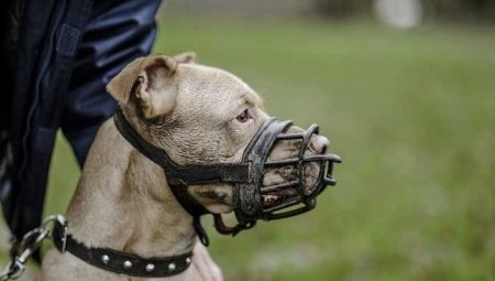 Muzzles for dogs: types and choices by size