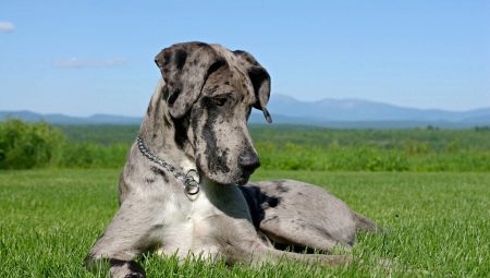 Great Danes: breed features and care for dogs