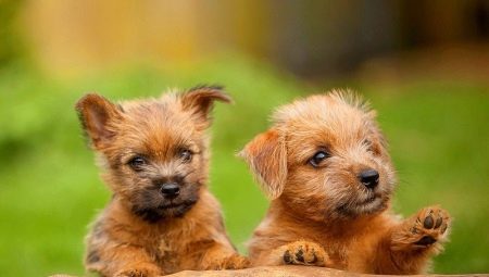 Norfolk Terrier: fajta jellemzők és gondozási szabályok