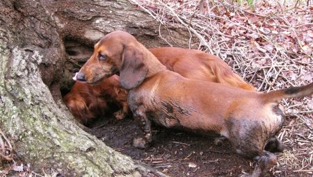 Norny dogs: description of breeds, especially content and nurture