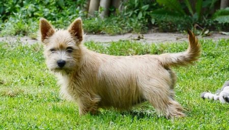 Norwich Terrier: egenskaper av rasen och hemligheterna av dess innehåll