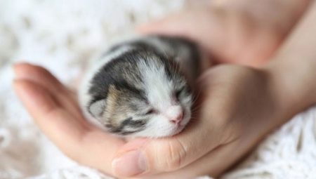 Kucing yang baru lahir: pembangunan dan peraturan penjagaan
