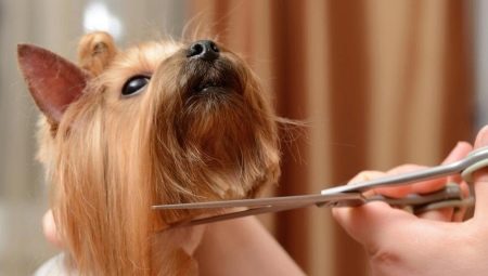 הכלב grooming מספריים: זנים, דרישות וטיפים לבחירה
