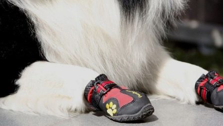 Schoenen voor honden: soorten en aanbevelingen voor selectie
