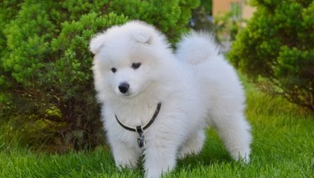 Resumen de perros blancos esponjosos