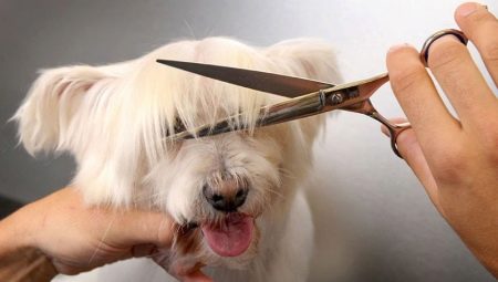 Caratteristiche grooming del cane