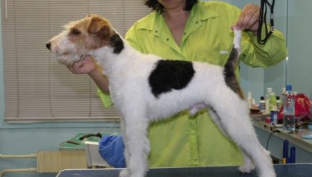 Features of fox terrier trimming