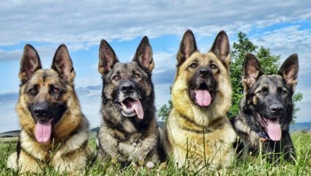 Perros de pastor: tipos, características, opciones y consejos para el cuidado