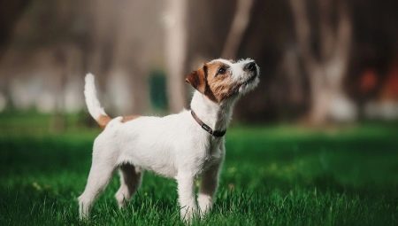 Parson Russell Terrier: descrição da raça e características do seu conteúdo