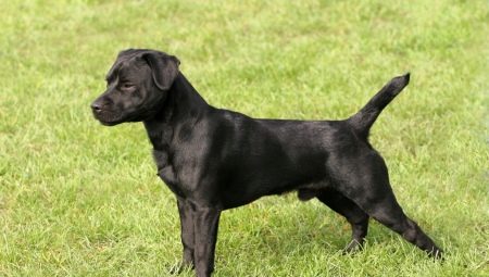 Patterdale Terrier: description de la race de chien et de son entretien