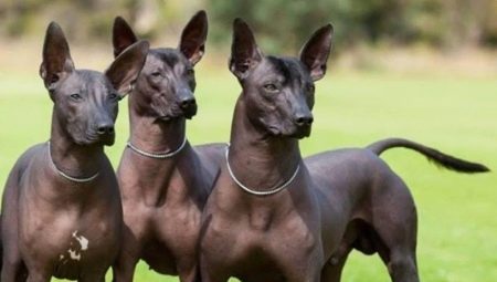 Perui szőrös kutyák: a fajta leírása, tartalmának szabályai