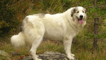 Perro de montaña de los Pirineos: caracterización y cultivo