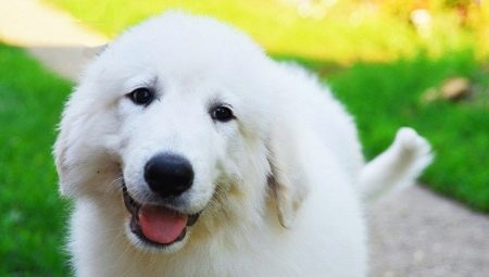 Pirėnų kalnų šuo: veislės savybės ir priežiūra
